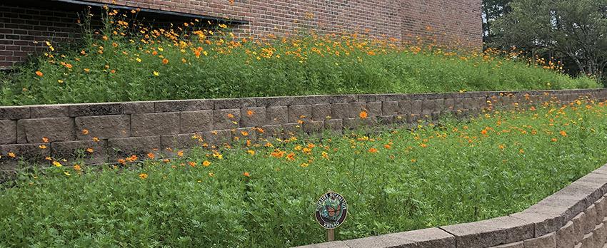 The wildflower "pollinator"  area on the south side of the Education & Outreach Building.